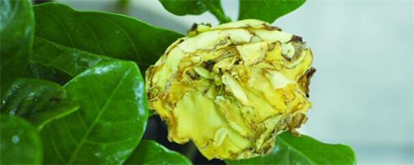 水培栀子花怎么养