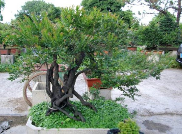 黑骨茶盆景怎么养护