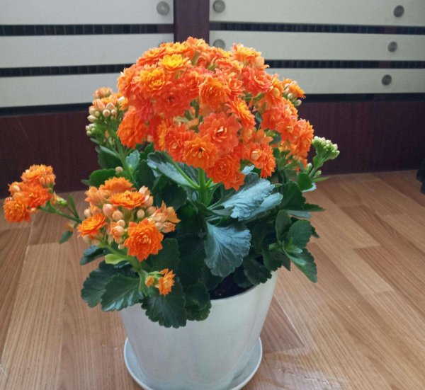 长寿花什么时候扦插最好