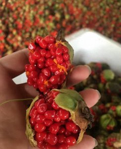 重楼种植技术大全 重楼种植条件及技术要点