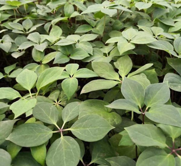 重楼种植技术大全