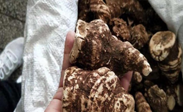 重楼种植技术大全