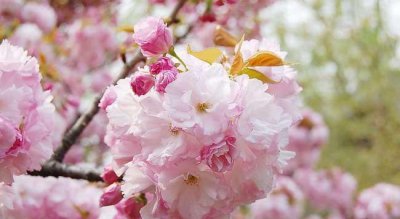?；ㄖ肿又种卜椒ê褪奔?樱花种植技术与栽培管理