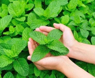薄荷怎么养才能长得好 薄荷养殖方法与技巧