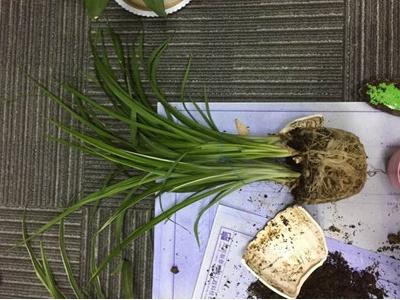 吊兰怎么分株