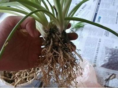 吊兰怎么分株