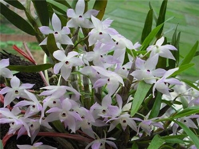 刚买回来的兰花怎么种植