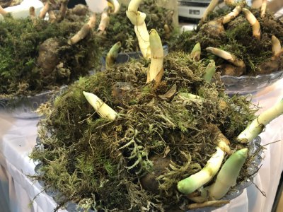 如何种植天麻最好 天麻种植方法及步骤