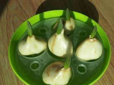 郁金香怎么水养