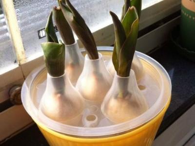 郁金香怎么水养