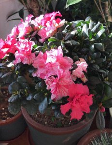花卉养殖知识大全 常见绿植养护方法讲解