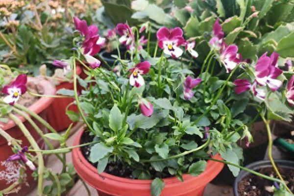 花卉养殖知识大全