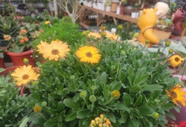 花卉养殖知识大全