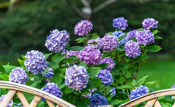 绣球花几月份修剪合适