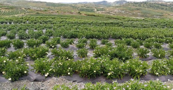 人参果树苗怎么种植管理