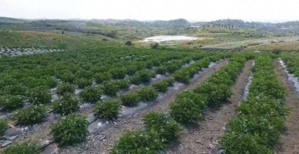 人参果树苗怎么种植管理