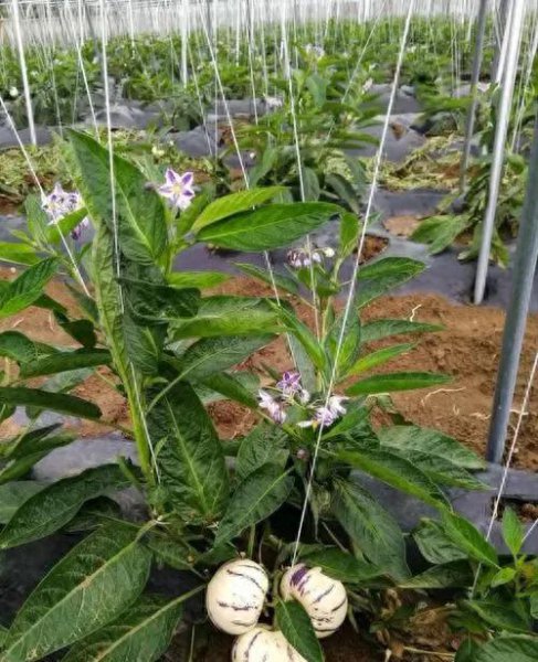 人参果树苗怎么种植管理