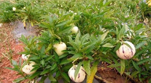 人参果树苗怎么种植管理