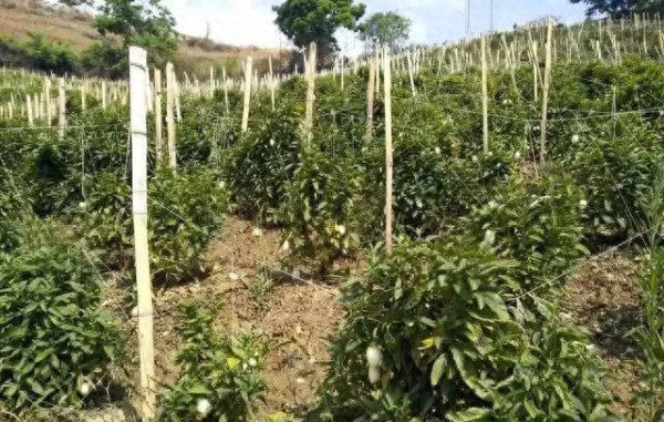 人参果树苗怎么种植管理