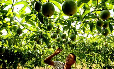 百香果北方可以种植吗 百香果的正确种植方法