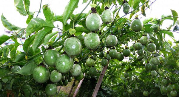 百香果北方可以种植吗