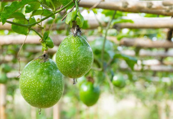 百香果北方可以种植吗
