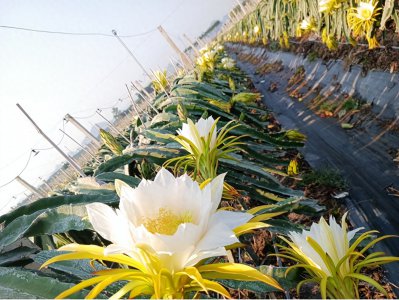 火龙果种苗怎么样培育 火龙果种植技术要点