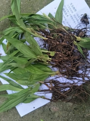 白芨种子怎么种才发芽