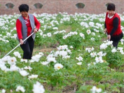 牡丹花种子几月种最佳 牡丹花种子种植方法和时间