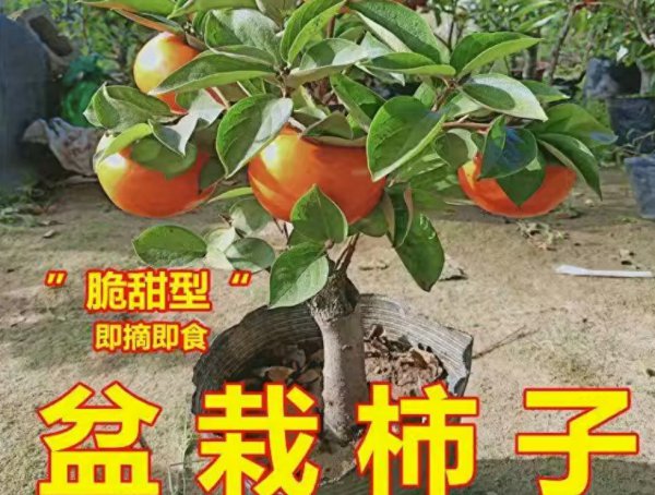 果树盆景有哪些品种
