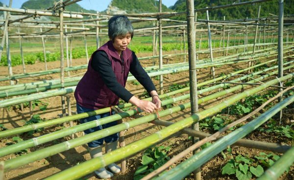 佛手瓜怎样整枝打杈