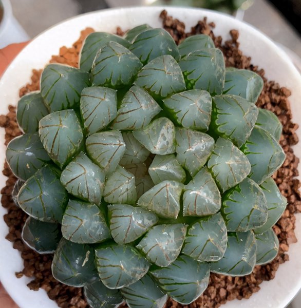 怎么把玉露养的饱满
