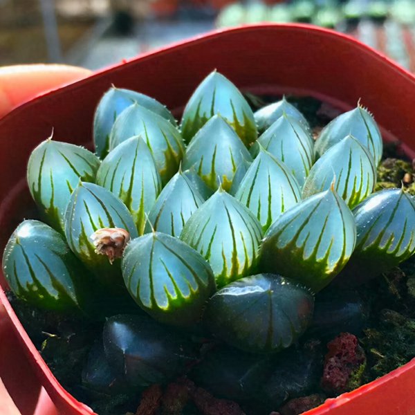 怎么把玉露养的饱满