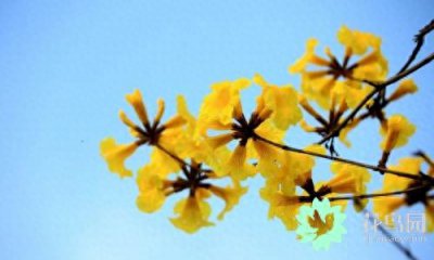 黄花风铃木如何养护 风铃花盆栽的养护要点