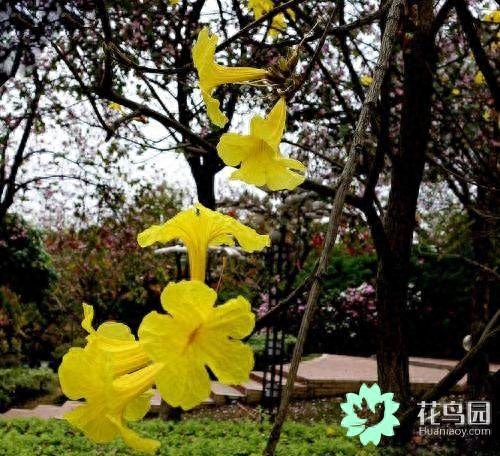 黄花风铃木如何养护