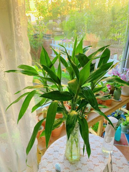 观赏植物大全盆栽花卉有哪些