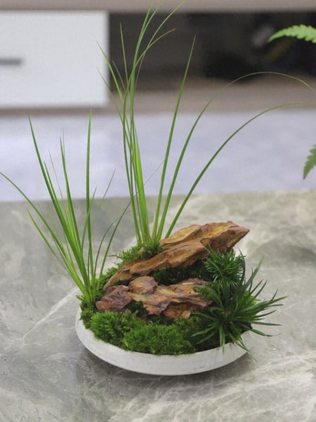 观赏植物大全盆栽花卉有哪些