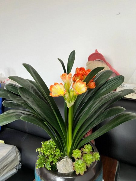 观赏植物大全盆栽花卉有哪些