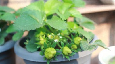 室内适合种什么果树盆栽 室内好养的盆栽果树推荐