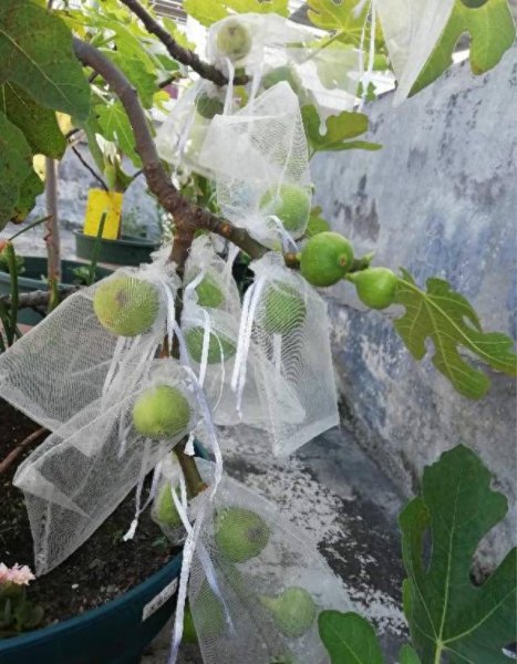 室内适合种什么果树盆栽