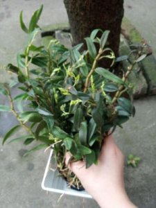 铁皮石斛如何种植盆栽 铁皮石斛的种植环境要求