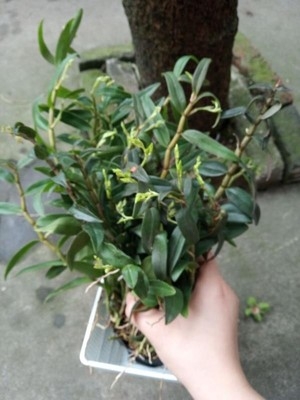 铁皮石斛如何种植盆栽