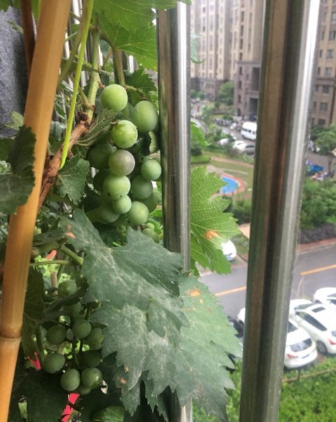 种植葡萄多久能挂果