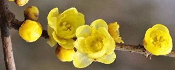 腊梅花怎么养好看