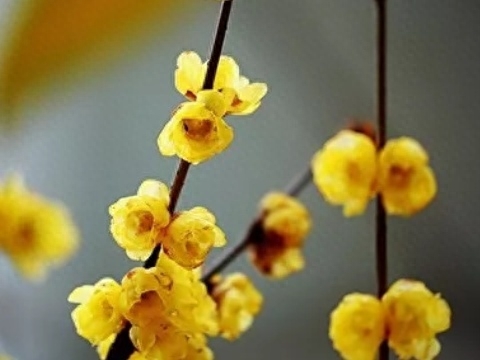 腊梅花怎么养好看