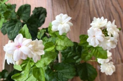 茉莉花怎样管理长的好 家庭盆栽茉莉养护知识