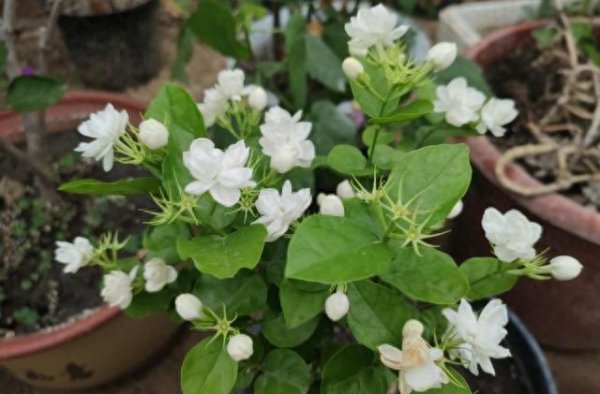 茉莉花怎样管理长的好