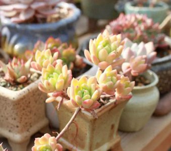 多肉植物夏天怎么养护 多肉的正确养护知识