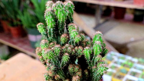 多肉植物夏天怎么养护