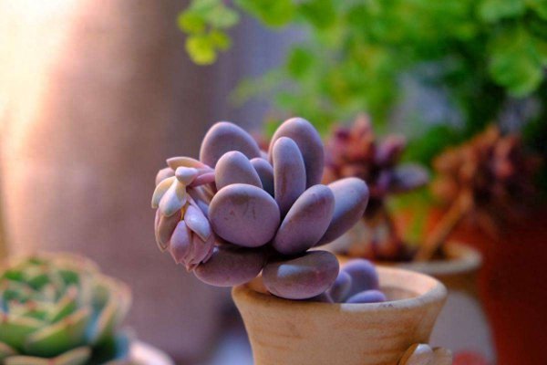 多肉植物夏天怎么养护